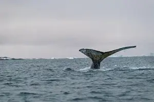 Whale Watching Prints: Humpback whale's tail. Whales in Antarctica