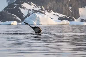 Whale Watching Prints: Humpback whale's tail. Whales in Antarctica