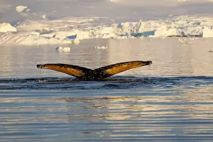 Whale Watching Prints: Humpback whale's tail. Whales in Antarctica