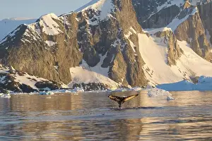 Whale Watching Prints: Humpback whale's tail. Whales in Antarctica