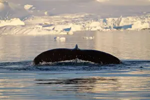 Whale Watching Prints: Humpback whale's tail. Whales in Antarctica