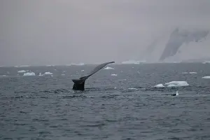 Whale Watching Prints: Humpback whale's tail. Whales in Antarctica