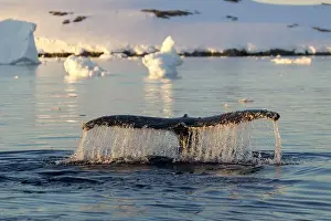 Whale Watching Prints: Humpback whale's tail. Whales in Antarctica