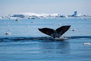 Whale Watching Prints: Humpback whale's tail. Whales in Antarctica