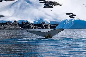 Whale Watching Prints: Humpback whale's tail. Whales in Antarctica