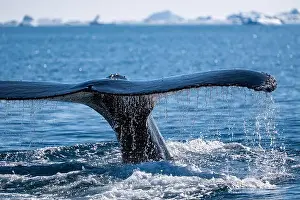 Whale Watching Prints: Humpback whale's tail. Whales in Antarctica