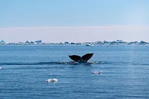Whale Watching Prints: Humpback whale's tail. Whales in Antarctica