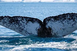 Whale Watching Prints: Humpback whale's tail. Whales in Antarctica