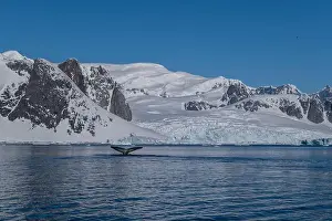 Whale Watching Prints: Humpback whale's tail. Whales in Antarctica