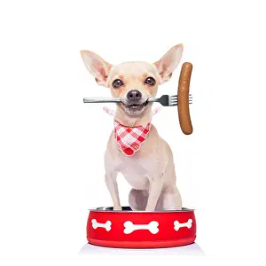 Lick Prints: hungry chihuahua dog inside empty bowl