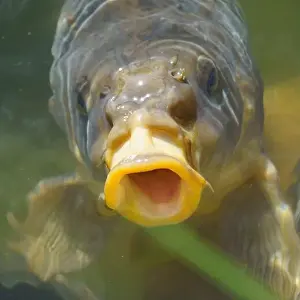 Angling Prints: Hungry common carp (Cyprinus carpio) with big open mouth