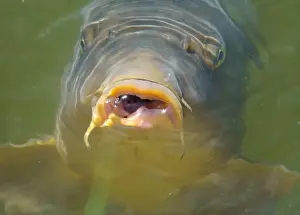 Angling Prints: Hungry common carp (Cyprinus carpio) with big open mouth