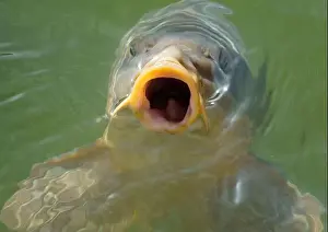 Angling Prints: Hungry common carp (Cyprinus carpio) with big open mouth