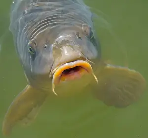 Angling Prints: Hungry common carp (Cyprinus carpio) with big open mouth