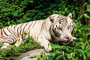 Bengal Prints: A hungry white tiger licking its lips in hunger