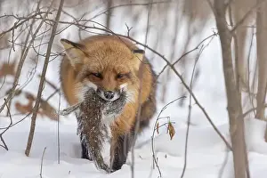 Vulpes Prints: The hunter, red fox with prey, eastern gray squirrel