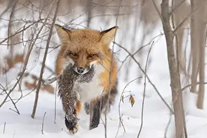 Vulpes Prints: The hunter, red fox with prey, eastern gray squirrel