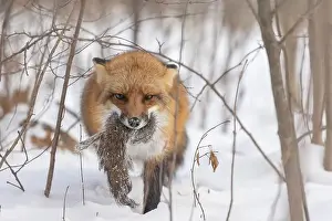 Vulpes Prints: The hunter, red fox with prey, eastern gray squirrel