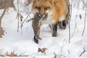 Vulpes Prints: The hunter, red fox with prey, eastern gray squirrel