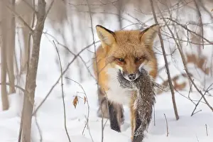 Vulpes Prints: The hunter, red fox with prey, eastern gray squirrel