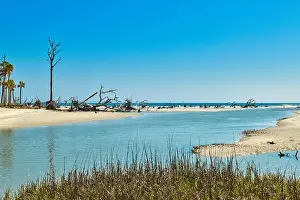 South Carolina Prints: Hunting Island State Park with driftwood along the shore