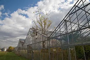 Green House Prints: Huron Ohio An abandoned greenhouse with shrubs and trees growing through the glass roof