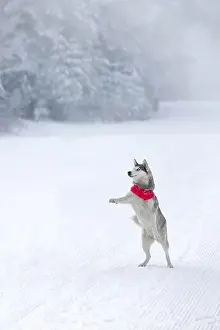 Veterinary Prints: Husky dog jumping rising paws, winter background