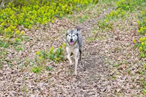 Siberian Prints: Husky dog walking in green spring forest