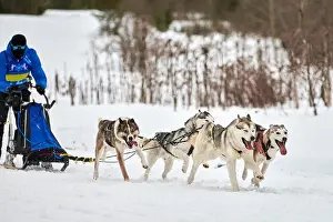 Siberian Prints: Husky sled dog racing. Winter dog sport sled team competition