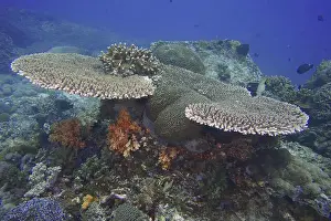 Different Coloured Prints: Hyacinth Table Coral (Acropora hyacinthus) with colourful soft corals