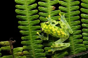 Hyalinobatrachium valerioi, sometimes known as the La Palma glass frog, is a species of frog in the family Centrolenidae