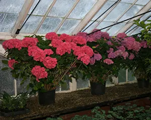 Grown Prints: Hydrangea macrophylla hortensis on a greenhouse bench