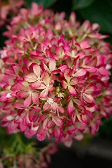 Garden Plant Prints: Hydrangea Paniculata Living Little Love a compact garden shrub with flowers changing from cream to pink