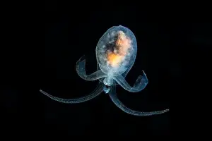 Pelagic Prints: A Hydromyles globulosus sea angel in black water, Raja Ampat, West Papua, Indonesia