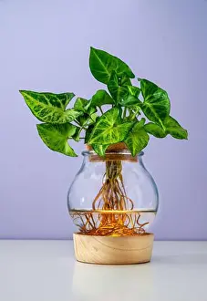 Houseplant Prints: Hydroponic Syngonium plant growing in glass jar with water showing its roots on table against purple background