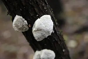 Enviromental Prints: Bottom (hymenofor) of the white fungus on the tree, Slovakia