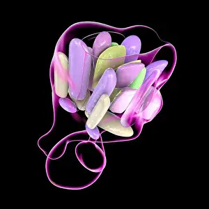 Hormone Prints: Hypothalamic nuclei, illustration