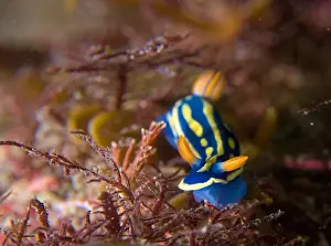 Nudibranchia Prints: Hypselodoris festiva
