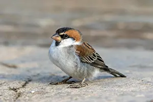 Cape Verde Prints: Iago Sparrow (Passer iagoensis), Boa Vista, Cape Verde