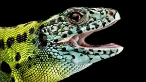 Iberian emerald lizard (Lacerta schreiberi) female