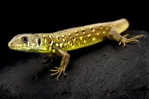 Lacertidae Prints: Iberian emerald lizard (Lacerta schreiberi) juvenile