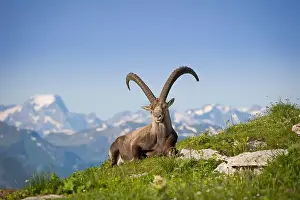 No Clouds Prints: Ibex in mountain lay in gras with beautiful background