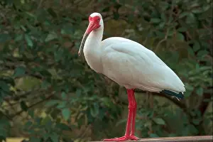 Lakeland Prints: Ibis