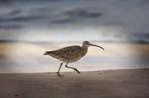 Long Legs Prints: Ibis in a Everglades National Park, USA, Florida
