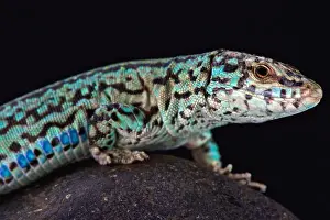 Ibiza wall lizard (Podarcis pityusensis formenterae)