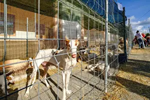In The World Prints: Ibizan Hound, Spanish dog breed native to Ibiza