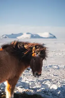 Robust Prints: An Icelandic horse, with its distinctive mane