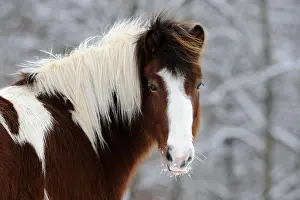 Mare Prints: Icelandic Horse (Equus ferus caballus). Portrait of a brown and white pinto mare in winter