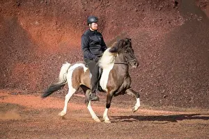 Horseman Prints: Icelandic Horse. Pinto mare with rider in a toelt on red sand. Iceland