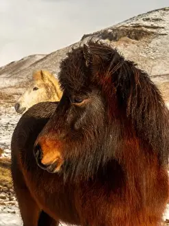 Wild Horses Prints: Two Icelandic horses standing on a snowy landscape